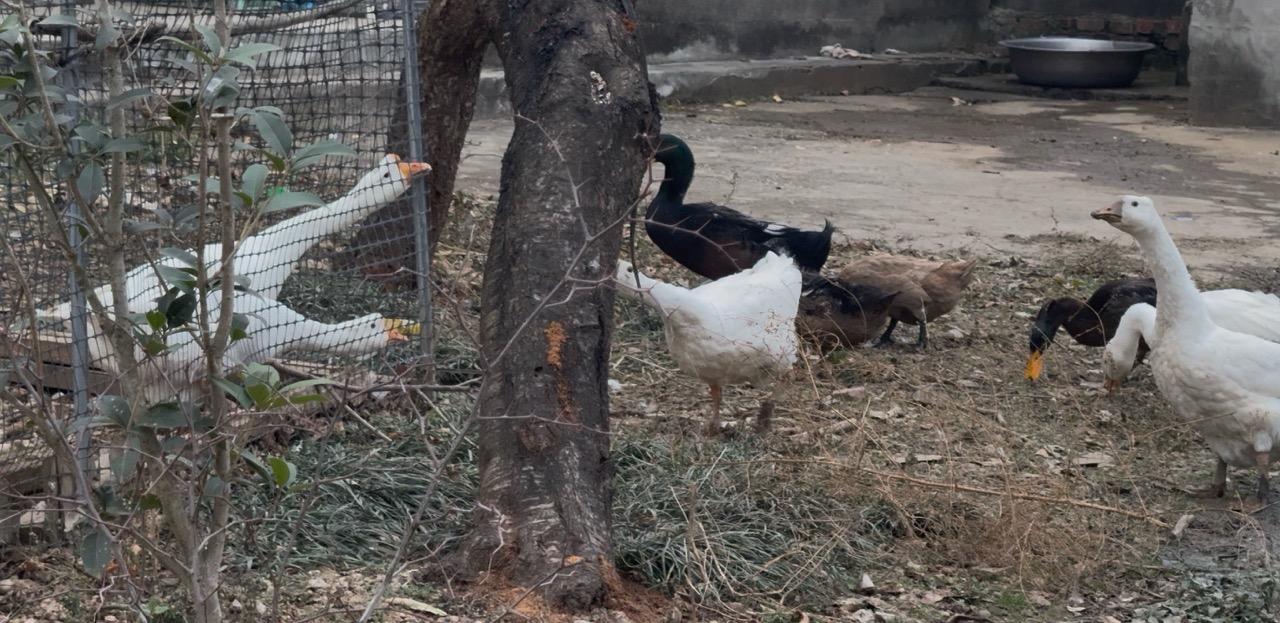 The goose crows
