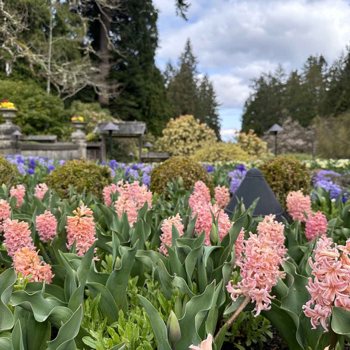 Garden 1