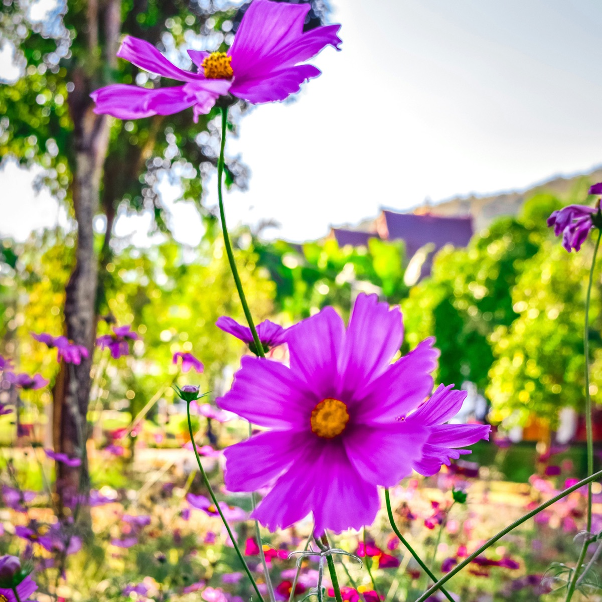 Garden 3