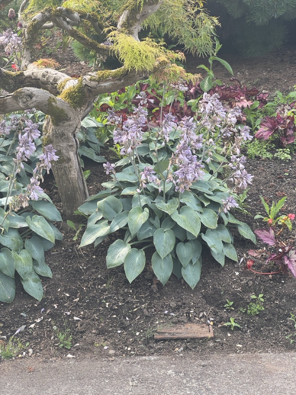 Event 2 - Flower Bed Showcase
